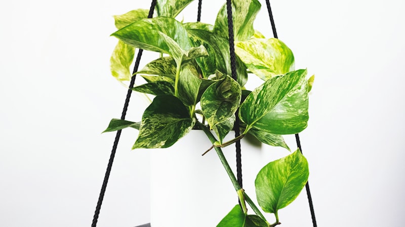 2026世界杯参赛球队在训练场上进行战术演练